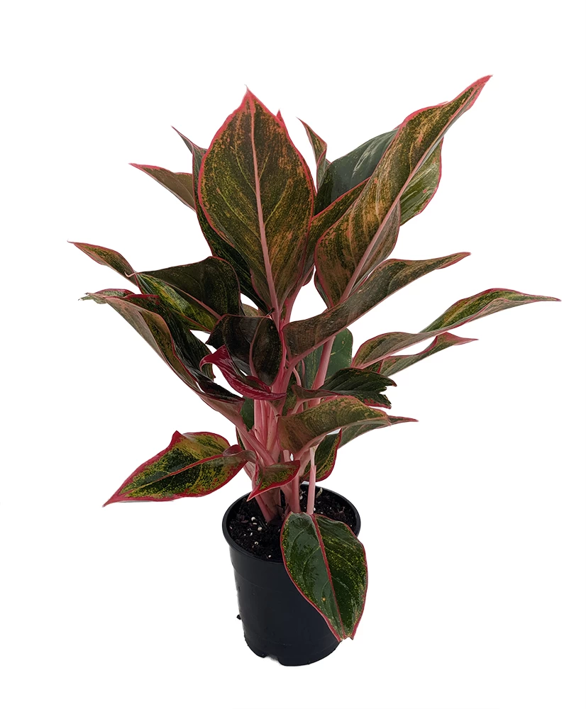 Siam Aurora Chinese Evergreen Plant - Aglaonema - Grows In Dim Light - 4" Pot 3 Siam Aurora Chinese Evergreen Plant - Aglaonema - Grows In Dim Light - 4" Pot