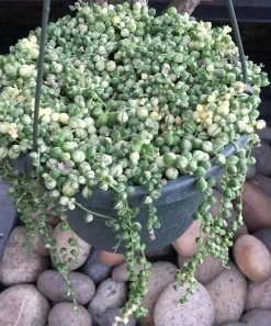 Frosted String Of Pearls - Senecio - Easy To Grow Succulent - 2.5" Pot 8 Frosted String Of Pearls - Senecio - Easy To Grow Succulent - 2.5" Pot -Healthy Plant Shop apipe8l0d 92892.1652814997