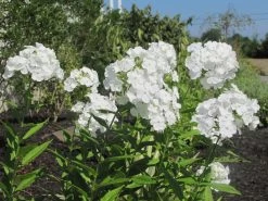David Hardy Tall Phlox- White-Perennial Of The Year 2002- Live Plant- Gallon Pot 9 David Hardy Tall Phlox- White-Perennial Of The Year 2002- Live Plant- Gallon Pot -Healthy Plant Shop apipij7ph 50460.1592329803