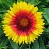 Mesa™ Bright Bicolor Blanket Flower - Gaillardia - Live Plant - Quart Pot 1 Mesa™ Bright Bicolor Blanket Flower - Gaillardia - Live Plant - Quart Pot -Healthy Plant Shop apipkjap0 28435.1592325946
