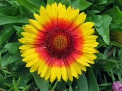 Mesa™ Bright Bicolor Blanket Flower - Gaillardia - Live Plant - Quart Pot