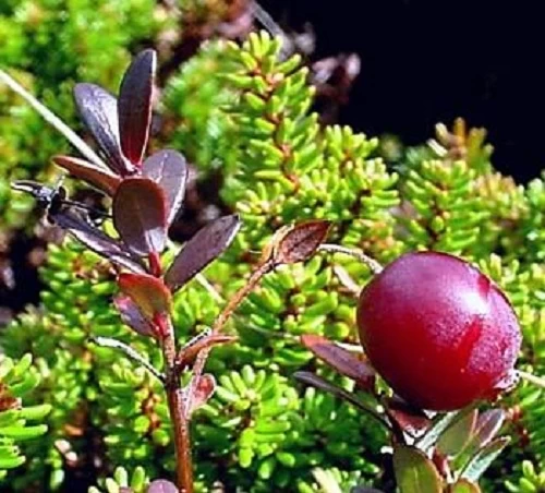 American Pilgrim Cranberry Bush - Great Groundcover - Delicious - 3.25" Pot 4 American Pilgrim Cranberry Bush - Great Groundcover - Delicious - 3.25" Pot - Image 2