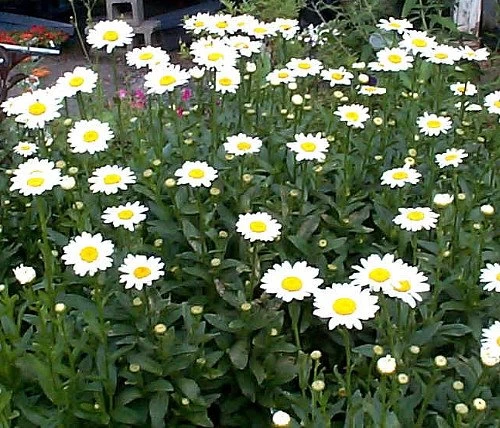 Becky Shasta Daisy - Leucanthemum - 2003 Plant Of The Year - Quart Pot 4 Becky Shasta Daisy - Leucanthemum - 2003 Plant Of The Year - Quart Pot - Image 2