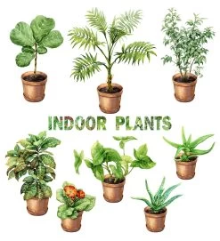 Hirt's Boxed Botany - 12 Month House Plant Subscription
