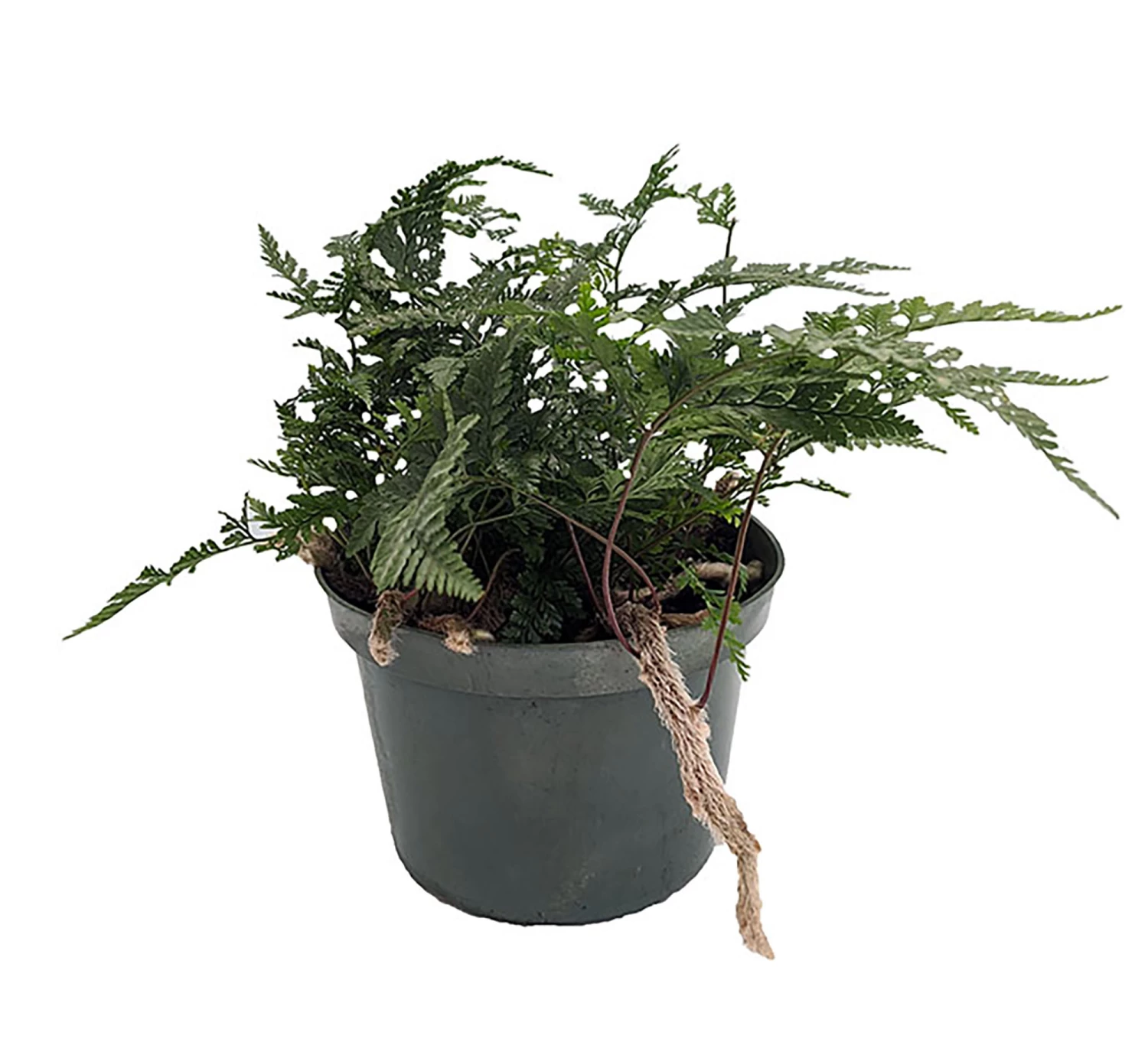 Rabbit's Foot Fern - 6" Pot - Easy To Grow! 3 Rabbit's Foot Fern - 6" Pot - Easy To Grow!