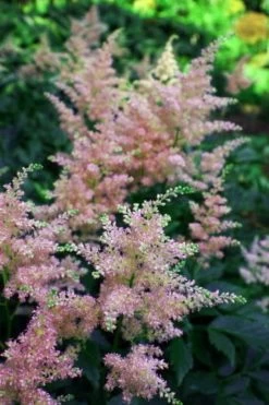 Peach Blossom Astilbe - Warm Peachy Pink - Live Plant - Quart Pot