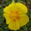 Ben Fhada Sun Rose - Helianthemum - Quart Pot - New! 2 Ben Fhada Sun Rose - Helianthemum - Quart Pot - New! -Healthy Plant Shop apiqbfe8j 51811.1592325943