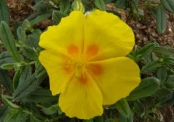 Ben Fhada Sun Rose - Helianthemum - Quart Pot - New!