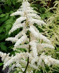 Deutschland False Spirea - Astilbe Chinensis - Very Hardy! - Quart Pot 7 Deutschland False Spirea - Astilbe Chinensis - Very Hardy! - Quart Pot -Healthy Plant Shop apiqgmnxd 59191.1592325751