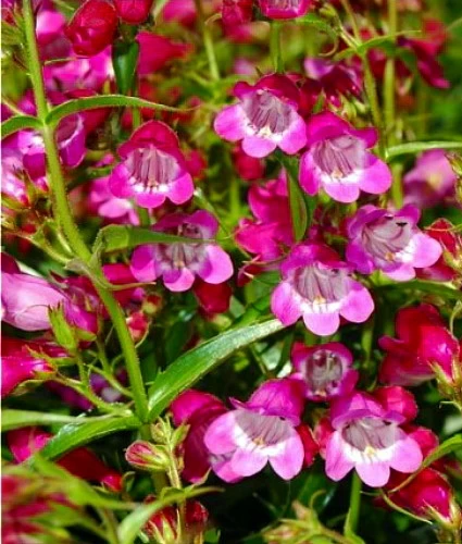 Red Rocks Bearded Tongue Perennial - Penstemon - Live Plant - Quart Pot 4 Red Rocks Bearded Tongue Perennial - Penstemon - Live Plant - Quart Pot - Image 2
