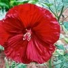 Cherry Brandy Giant Hibiscus Rose Mallow Perennial - Huge Flowers - Gallon Pot