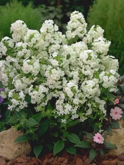 David Hardy Tall Phlox- White-Perennial Of The Year 2002- Live Plant- Gallon Pot 8 David Hardy Tall Phlox- White-Perennial Of The Year 2002- Live Plant- Gallon Pot -Healthy Plant Shop apiqyypq9 91768.1592329803