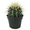 Golden Barrel Cactus - Echinocactus Grusonii - 4" Pot -Healthy Plant Shop apir0uphk 04369.1592326254
