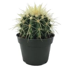 Golden Barrel Cactus - Echinocactus Grusonii - 4" Pot