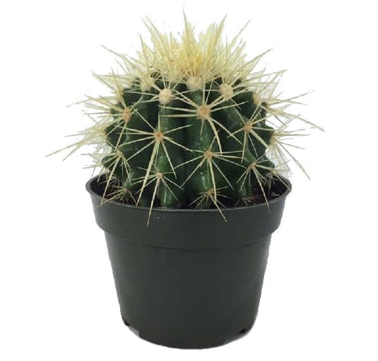Golden Barrel Cactus - Echinocactus Grusonii - 4" Pot 3 Golden Barrel Cactus - Echinocactus Grusonii - 4" Pot