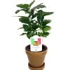Arabica Coffee Bean Plant - 4" Pot With Glazed Ceramic Pot & Saucer 1 Arabica Coffee Bean Plant - 4" Pot With Glazed Ceramic Pot & Saucer -Healthy Plant Shop apirepbc9 98897.1592328175