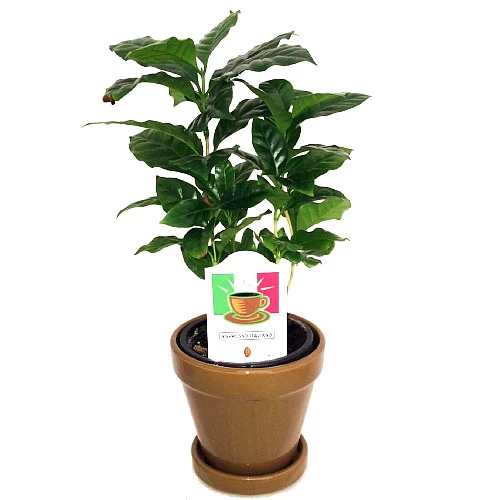 Arabica Coffee Bean Plant - 4" Pot With Glazed Ceramic Pot & Saucer 3 Arabica Coffee Bean Plant - 4" Pot With Glazed Ceramic Pot & Saucer