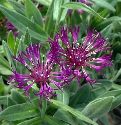 Amethyst Dream Mountain Bluet - Centaurea Montana - Quart Pot 5 Amethyst Dream Mountain Bluet - Centaurea Montana - Quart Pot - Image 3