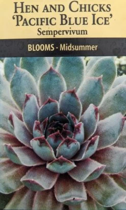 Pacific Blue Ice Hens & Chicks - Sempervivum - Very Hardy - Live Plant - Quart Pot -Healthy Plant Shop apirnk4so 51902.1592327055