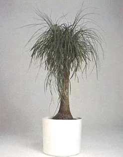 Guatemalan Red Ponytail Palm - Stump - Beaucarnea - 4" Pot - Collector's Series -Healthy Plant Shop apiro651n 13196.1592325587