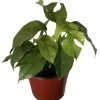 Ultra Rare Ginny Philodendron - Rhaphidophora Tetrasperma -6" Pot- Mini Monstera -Healthy Plant Shop apish4vvg 31382.1637716885