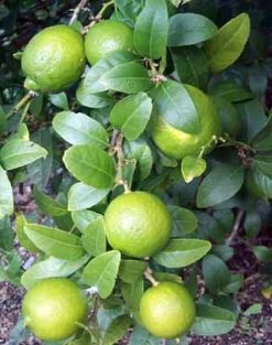 Persian Lime Tree - Fruit Bearing Size -6" Pot-NO SHIP To TX, FL, AZ, CA, LA, HI 9 Persian Lime Tree - Fruit Bearing Size -6" Pot-NO SHIP To TX, FL, AZ, CA, LA, HI -Healthy Plant Shop apishbk5p 61069.1592323062