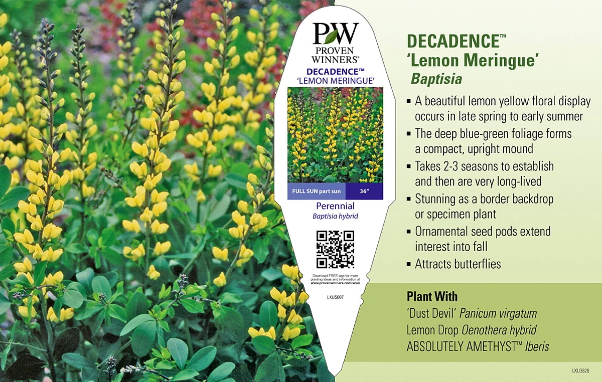 Decadence® Lemon Meringue Baptisia - False Indigo - Proven Winners - Gallon Pot 4 Decadence® Lemon Meringue Baptisia - False Indigo - Proven Winners - Gallon Pot - Image 2
