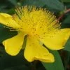 St. John's Wort Perennial Plant - Hypericum Calycinum - Quart Pot -Healthy Plant Shop apisijro1 96879.1592326598