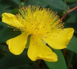 St. John's Wort Perennial Plant - Hypericum Calycinum - Quart Pot