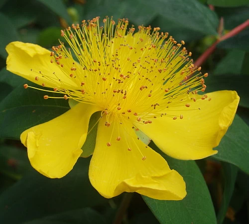 St. John's Wort Perennial Plant - Hypericum Calycinum - Quart Pot 3 St. John's Wort Perennial Plant - Hypericum Calycinum - Quart Pot