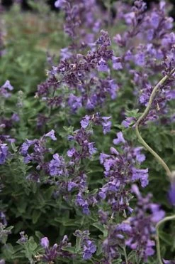Junior Walker Catmint Perennial - Nepeta Faassenii - Shotgun Blooms -Quart Pot