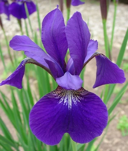Caesar's Brother Siberian Iris - Deep Velvety Blue - Quart Pot 4 Caesar's Brother Siberian Iris - Deep Velvety Blue - Quart Pot - Image 2