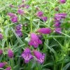 Pikes Peak Purple® Bearded Tongue Perennial - Penstemon - Quart Pot 2 Pikes Peak Purple® Bearded Tongue Perennial - Penstemon - Quart Pot -Healthy Plant Shop apisqtvh1 80762.1592323484