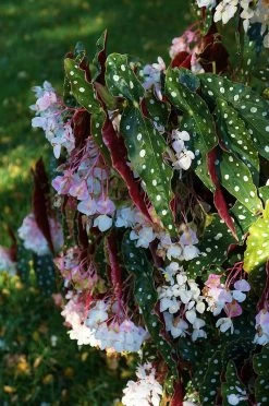 Rare Polka Dot Bat Wing Begonia Plant - Begonia Maculata Variegata - 6" Pot 9 Rare Polka Dot Bat Wing Begonia Plant - Begonia Maculata Variegata - 6" Pot -Healthy Plant Shop apitbg50r 01005.1592324998