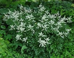 Bridal Veil Astilbe - Shade Perennial - False Spirea - Live Plant - Gallon Pot
