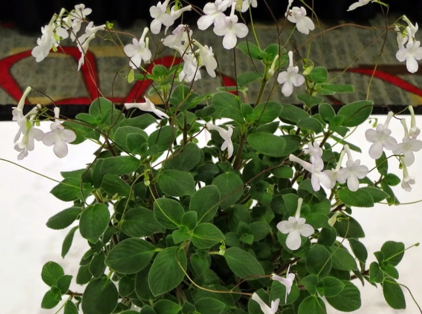 Dancing Doves Cape Primrose Plant - Streptocarpella- Indoors/Out - Shade - 6" HB 4 Dancing Doves Cape Primrose Plant - Streptocarpella- Indoors/Out - Shade - 6" HB - Image 2