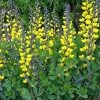 Decadence® Lemon Meringue Baptisia - False Indigo - Proven Winners - Gallon Pot -Healthy Plant Shop apithos6z 06618.1592331962