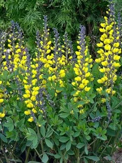 Decadence® Lemon Meringue Baptisia - False Indigo - Proven Winners - Gallon Pot