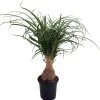 Guatemalan Red Ponytail Palm - Stump - Beaucarnea - 4" Pot - Collector's Series -Healthy Plant Shop apitk4jxv 73751.1592325587