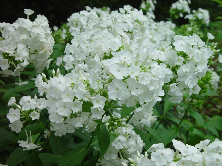 David Hardy Tall Phlox- White-Perennial Of The Year 2002- Live Plant- Gallon Pot 3 David Hardy Tall Phlox- White-Perennial Of The Year 2002- Live Plant- Gallon Pot