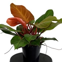 McColley's Finale Philodendron - Easy To Grow - 6" Pot - Collector's Series 7 McColley's Finale Philodendron - Easy To Grow - 6" Pot - Collector's Series -Healthy Plant Shop apitnkrwg 76716.1592326460