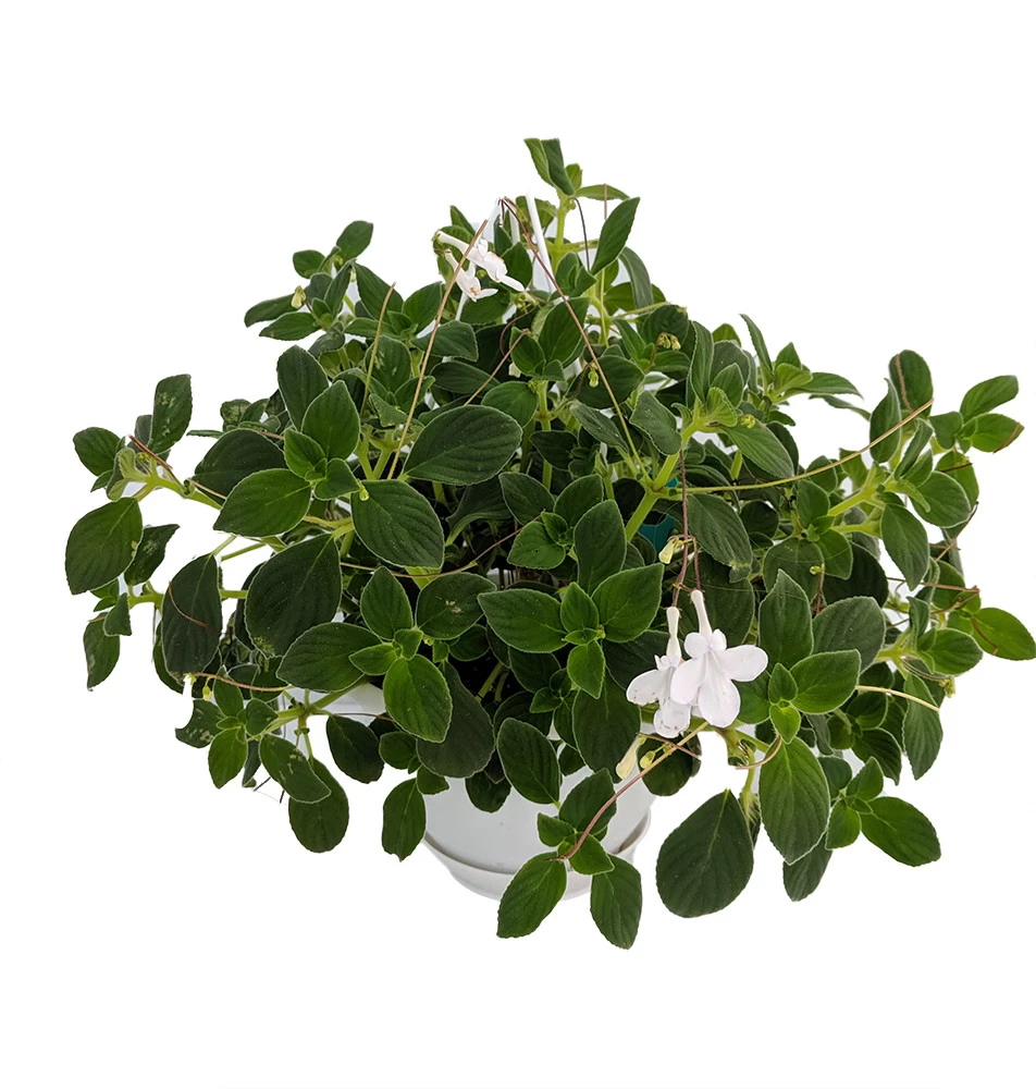Dancing Doves Cape Primrose Plant - Streptocarpella- Indoors/Out - Shade - 6" HB 3 Dancing Doves Cape Primrose Plant - Streptocarpella- Indoors/Out - Shade - 6" HB