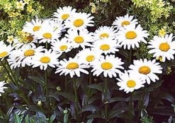 Banana Cream Shasta Daisy - Leucanthemum - Compact Plant - Gallon Pot -Healthy Plant Shop apitxkoym 83351.1592327171