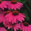 Pow Wow Wild Berry Coneflower - Echinacea - Quart Pot -Healthy Plant Shop apiu77nml 98372.1592325735