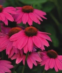 Pow Wow Wild Berry Coneflower - Echinacea - Quart Pot
