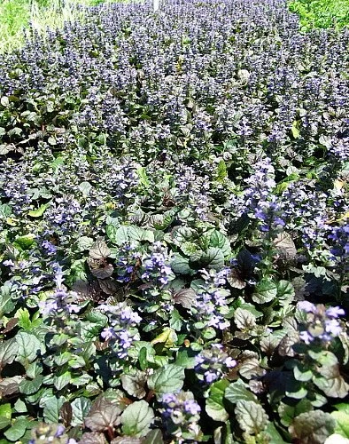 Bronze Beauty Ajuga 48 Plants - Carpet Bugle - Very Hardy -1 3/4" Pots 4 Bronze Beauty Ajuga 48 Plants - Carpet Bugle - Very Hardy -1 3/4" Pots - Image 2