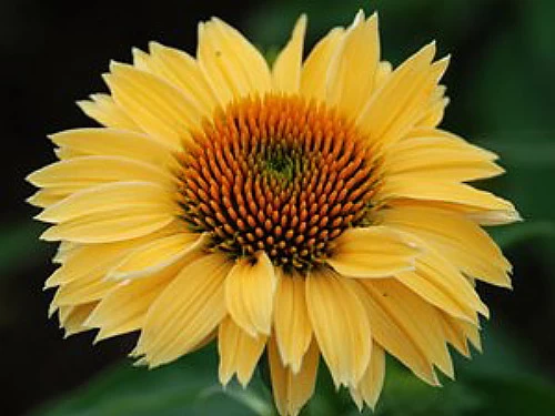 Sombrero® Lemon Yellow Coneflower Perennial - Echinacea - Gallon Pot 4 Sombrero® Lemon Yellow Coneflower Perennial - Echinacea - Gallon Pot - Image 2