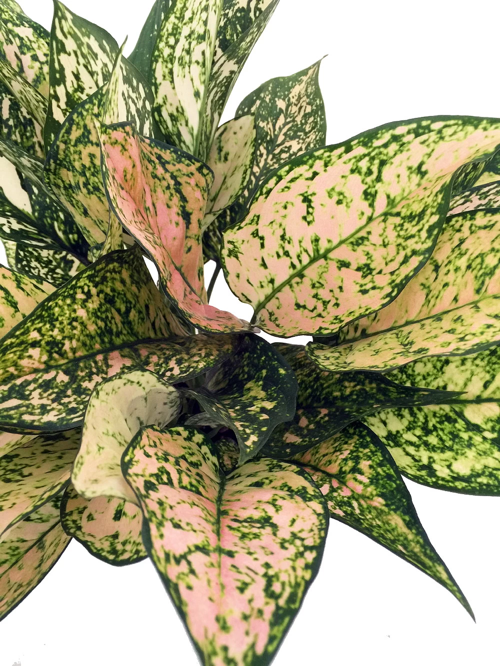 Etta Rose Chinese Evergreen Plant - Aglaonema - Grows In Dim Light - 4.5" Pot 4 Etta Rose Chinese Evergreen Plant - Aglaonema - Grows In Dim Light - 4.5" Pot - Image 2