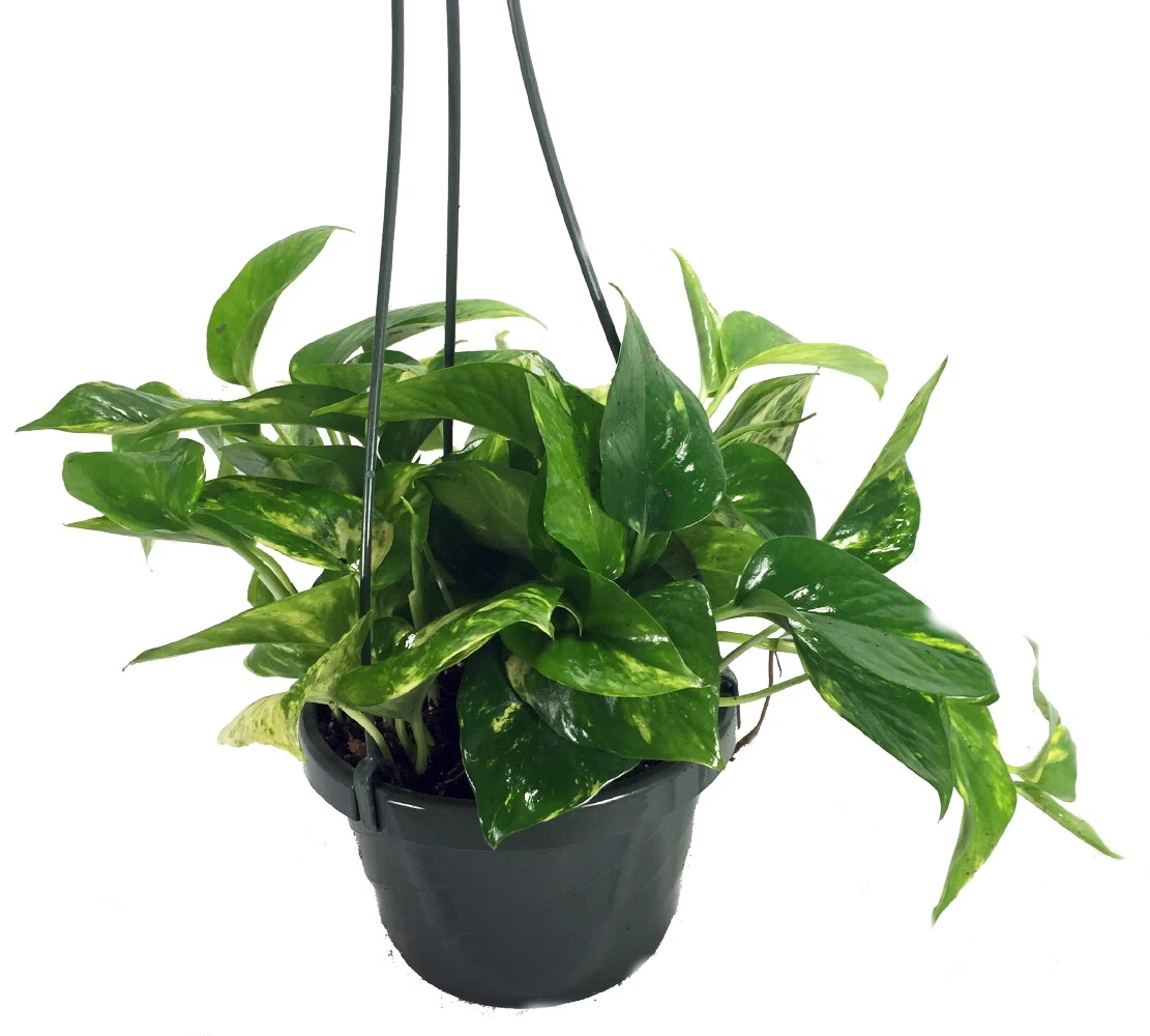 Golden Devil's Ivy - Pothos - Epipremnum - 6" Hanging Pot - Clean Air Machine 3 Golden Devil's Ivy - Pothos - Epipremnum - 6" Hanging Pot - Clean Air Machine