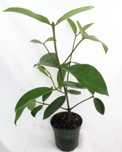 Portlandia Grandiflora Plant - Vanilla Fragrance At Night - Indoors/Out - 4" Pot -Healthy Plant Shop apiv1qbye 45083.1592331688